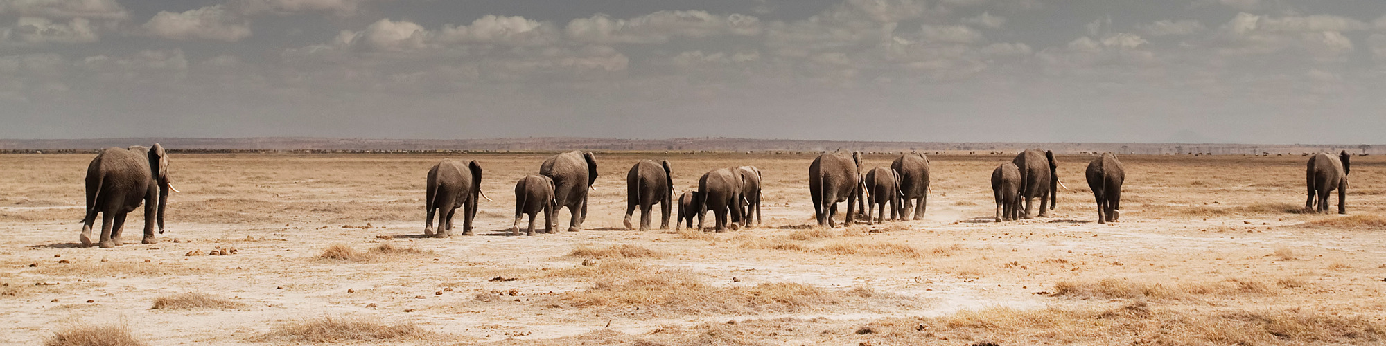 Støtter African Wildlife Foundation